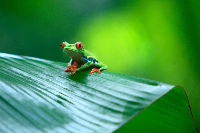 Tortuguero National Park and Canals Day Trip from San Jose - What to pack for Tortuguero