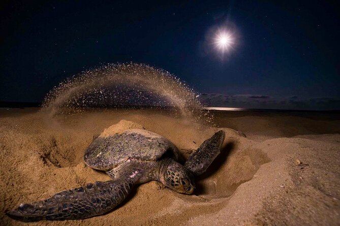 Turtle Nesting night Tour in Tortuguero - Watching a turtle work in the dark