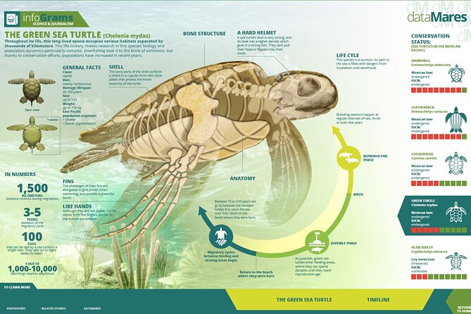 Turtle Nesting night Tour in Tortuguero - What makes the four stages special