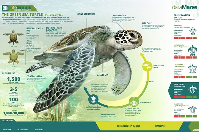 Turtle Nesting night Tour in Tortuguero - Getting to the meeting point in Tortuguero