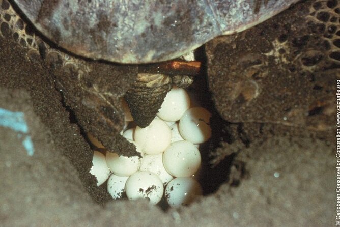 Turtle Nesting night Tour in Tortuguero - Waiting for the right moment