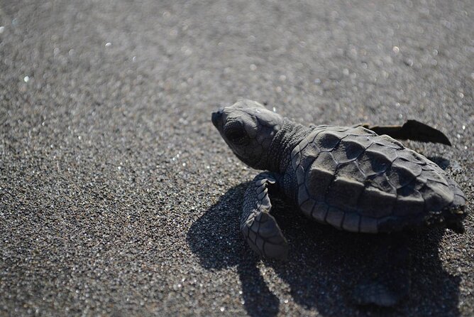 Turtle Nesting Tour - Why this night on the beach feels different