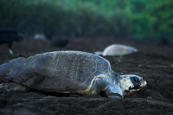 Turtle Tour - Key things to know before you book