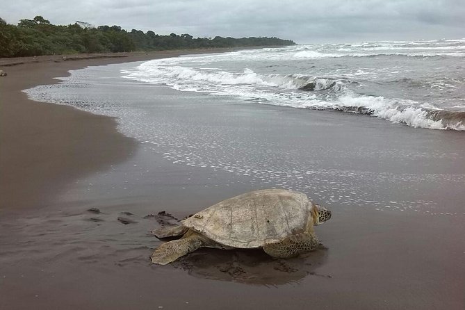 Turtle Tour - Walking onto the beach after dark