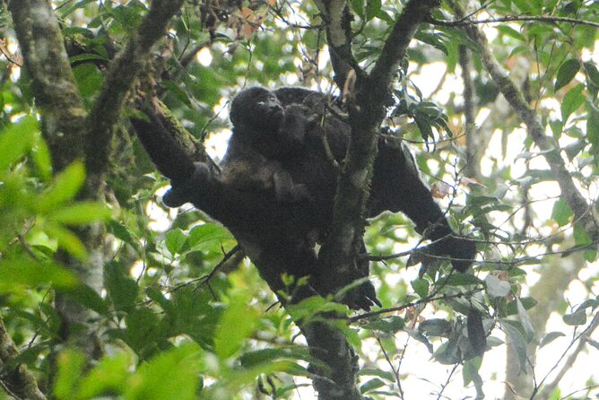 Wildlife Safari Float by Kayak in Peñas Blancas River from Arenal - Kayaking versus floating in a raft